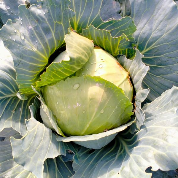 MangiaBin Elemento 11