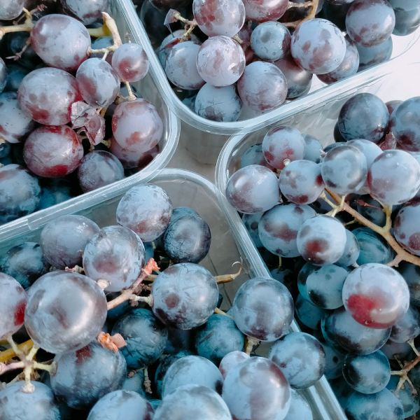 MangiaBin Elemento 12