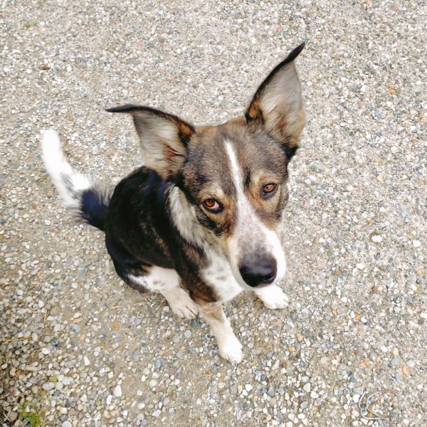 MangiaBin Elemento 20