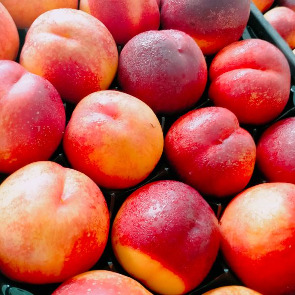 MangiaBin Elemento 4