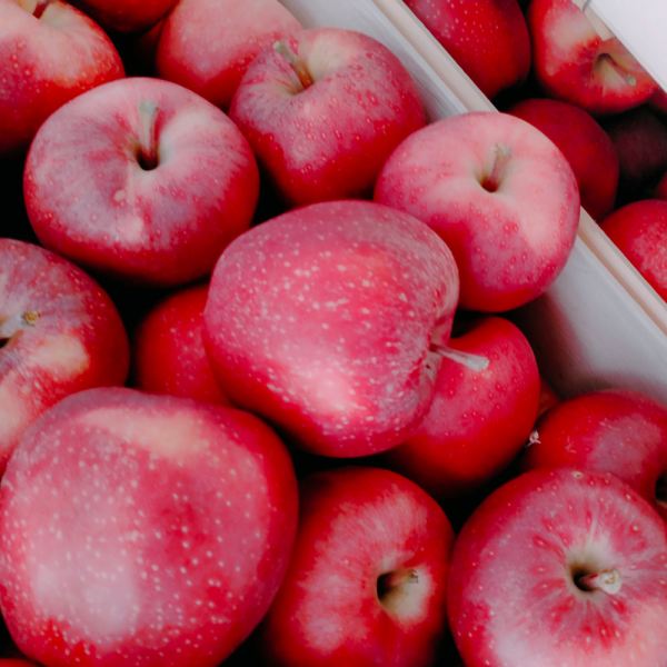 MangiaBin Elemento 5