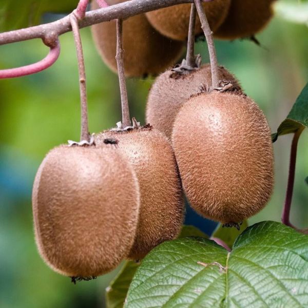 MangiaBin Elemento 6