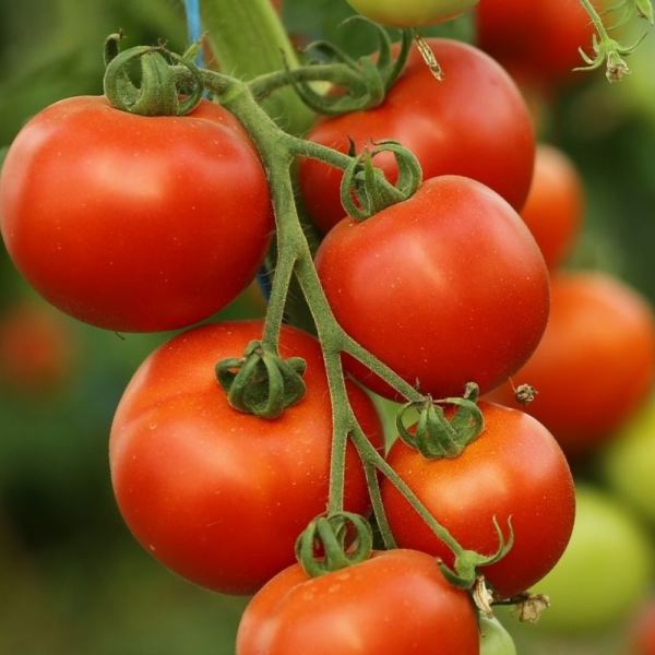 MangiaBin Elemento 9