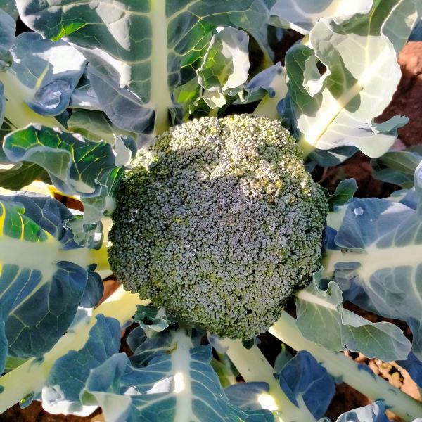 MangiaBin Elemento2 11