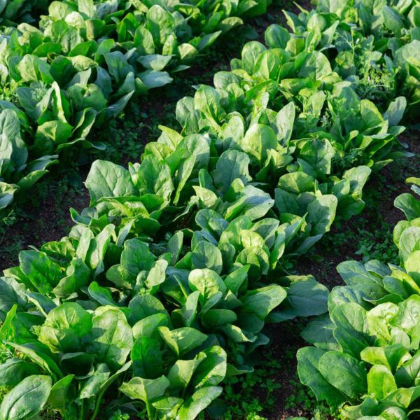 MangiaBin Elemento2 12