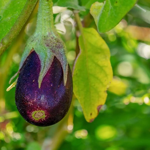 MangiaBin Elemento2 14