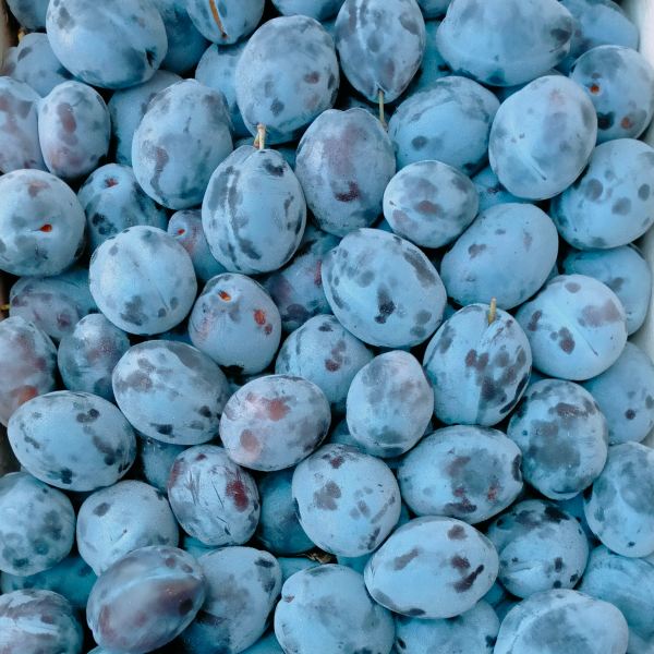 MangiaBin Elemento2 17