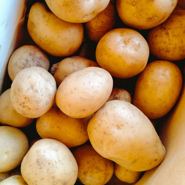 MangiaBin Elemento2 21