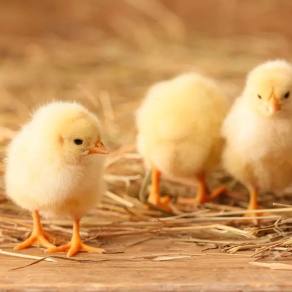 MangiaBin Elemento2 23