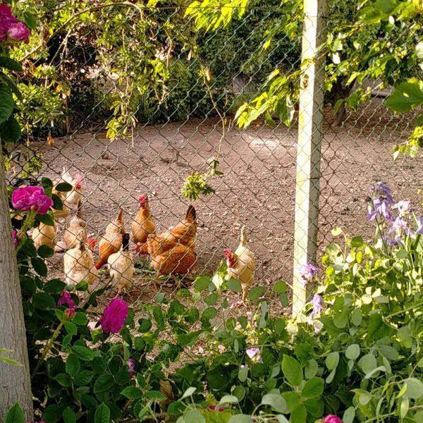 MangiaBin Elemento2 6